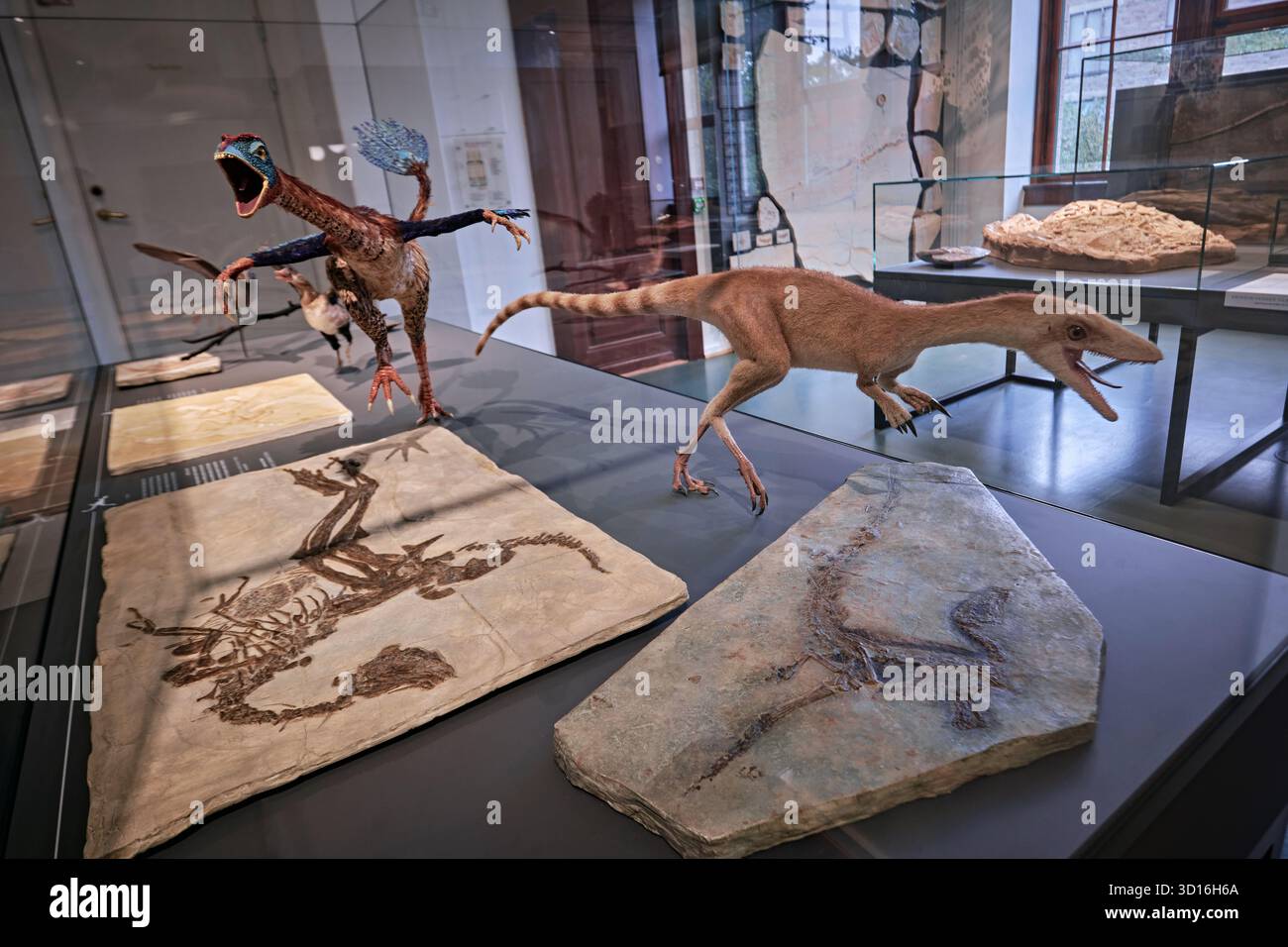 Oslo, Norvegia - 6 settembre 2025: Sinosauropteryx e Archaeopteryx, dinosauro piumato, fossili di uccelli primitivi dal Museo di storia naturale di Oslo Foto Stock