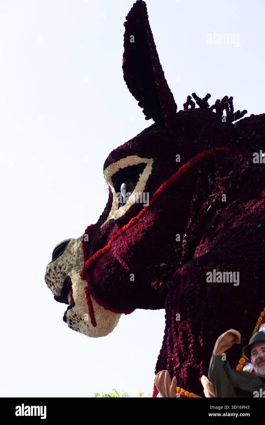 Gigantesco volto di scultura floreale rosso scuro da una sfilata editoriale di fiori al Bloemencorso Zundert 2025, Paesi Bassi, grandi texture di petali 3d. Foto Stock