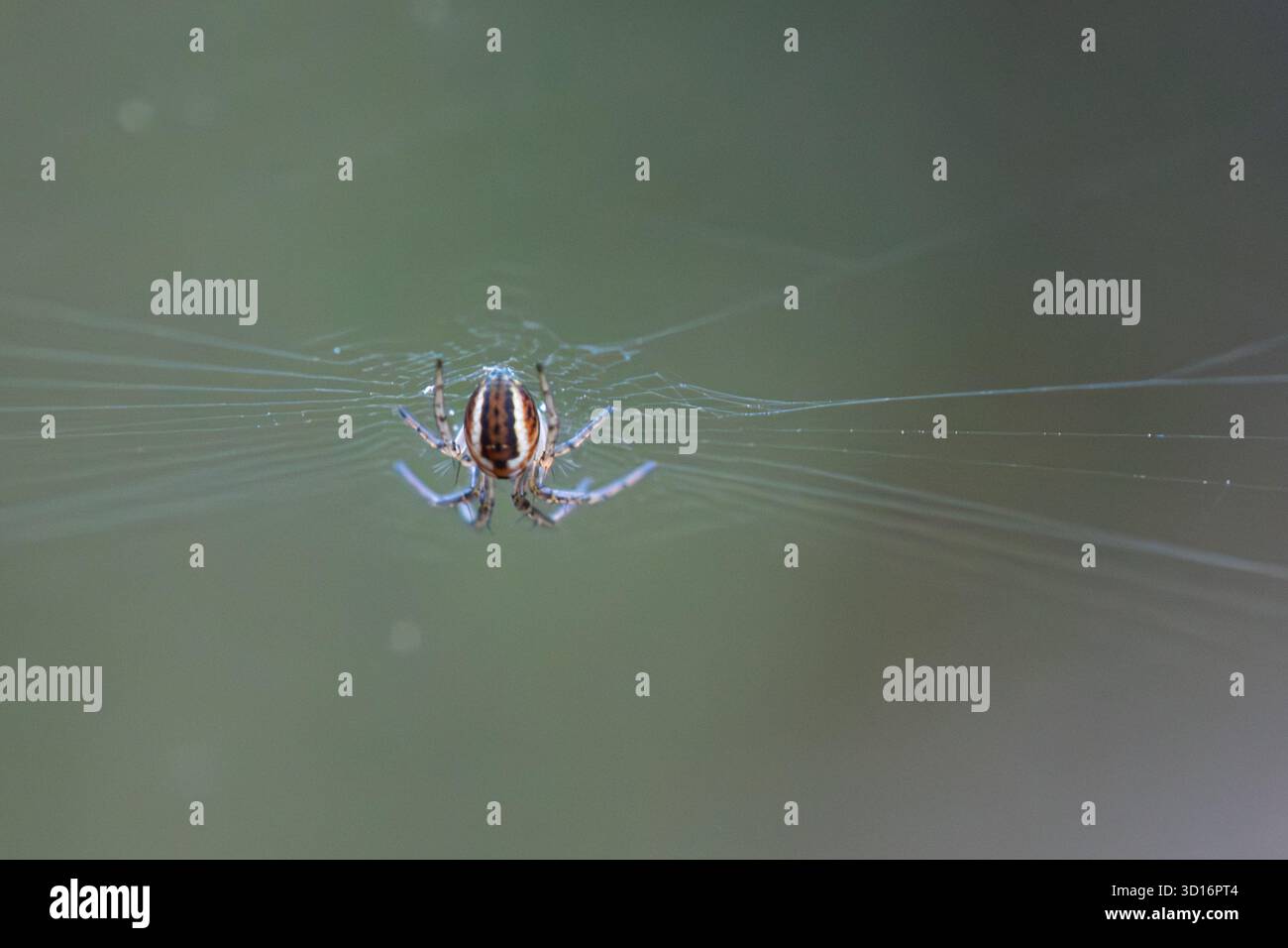 Cricket Bat Spider (Mangora acalypha), una specie di ragno non comune sulle brughiere nel Surrey, Inghilterra, Regno Unito Foto Stock