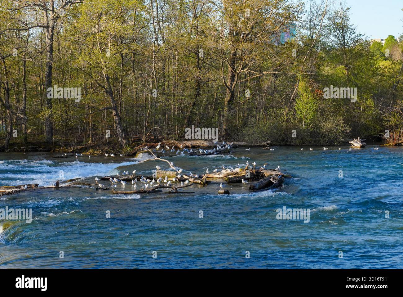 I gabbiani riposano lungo la palude e le rocce del fiume Niagara, incorniciati da alberi di foresta illuminati dal sole e dai riflessi morbidi sull'acqua che si sta ondulando. Foto Stock
