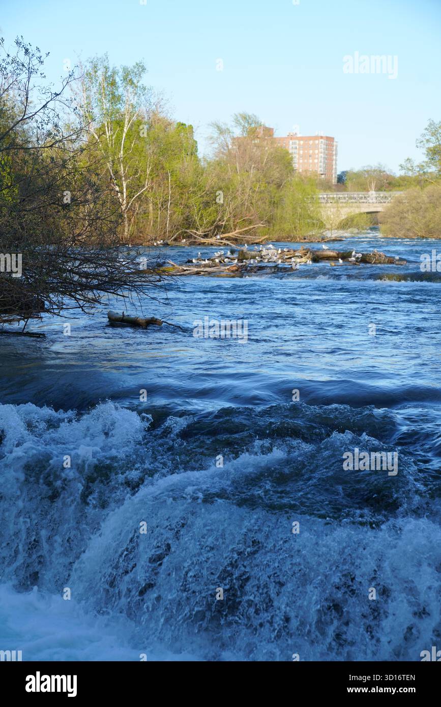 Rapide del fiume Niagara con uccelli che riposano su alberi costieri presso il Niagara Falls State Park Foto Stock