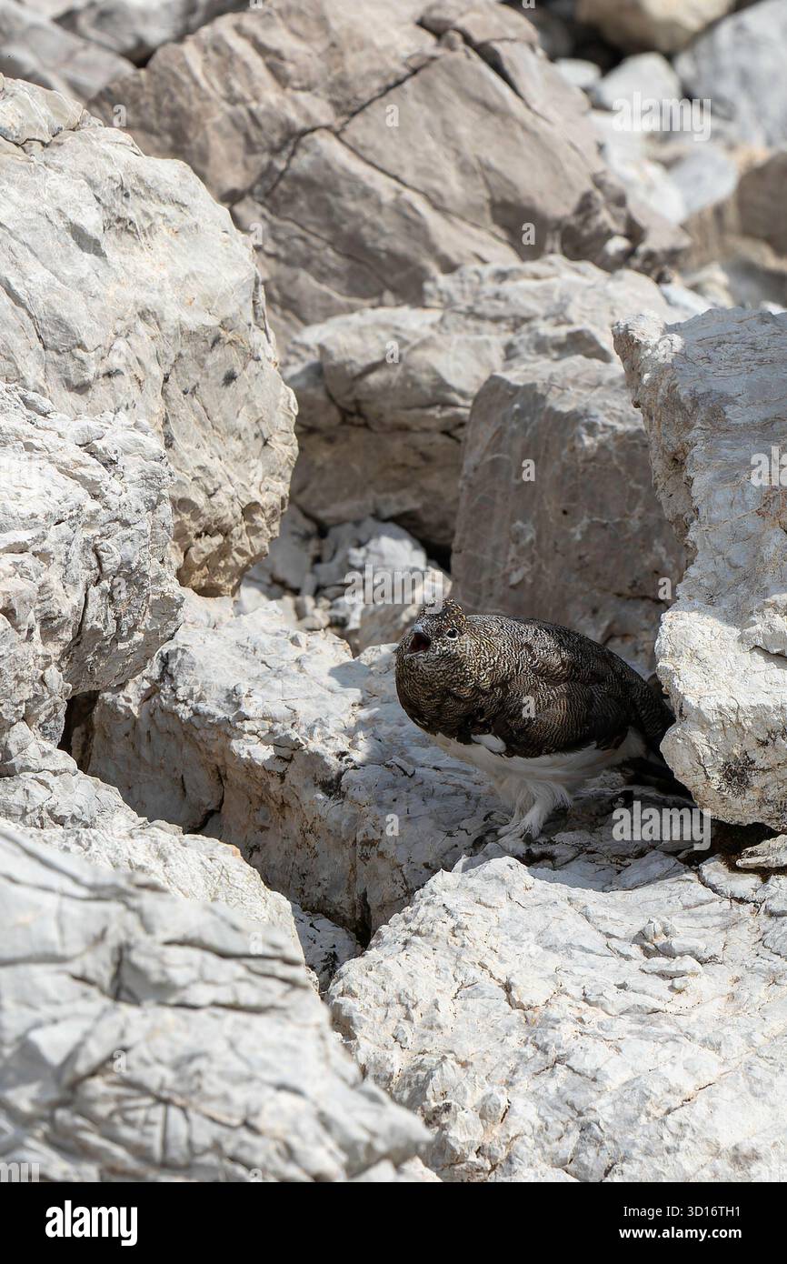 Il terreno roccioso vicino a Nebelhorn nelle Alpi tedesche rivela una ptarmigan rocciosa mimetizzata tra le pietre. I suoi colori delicati si fondono perfettamente con il Foto Stock