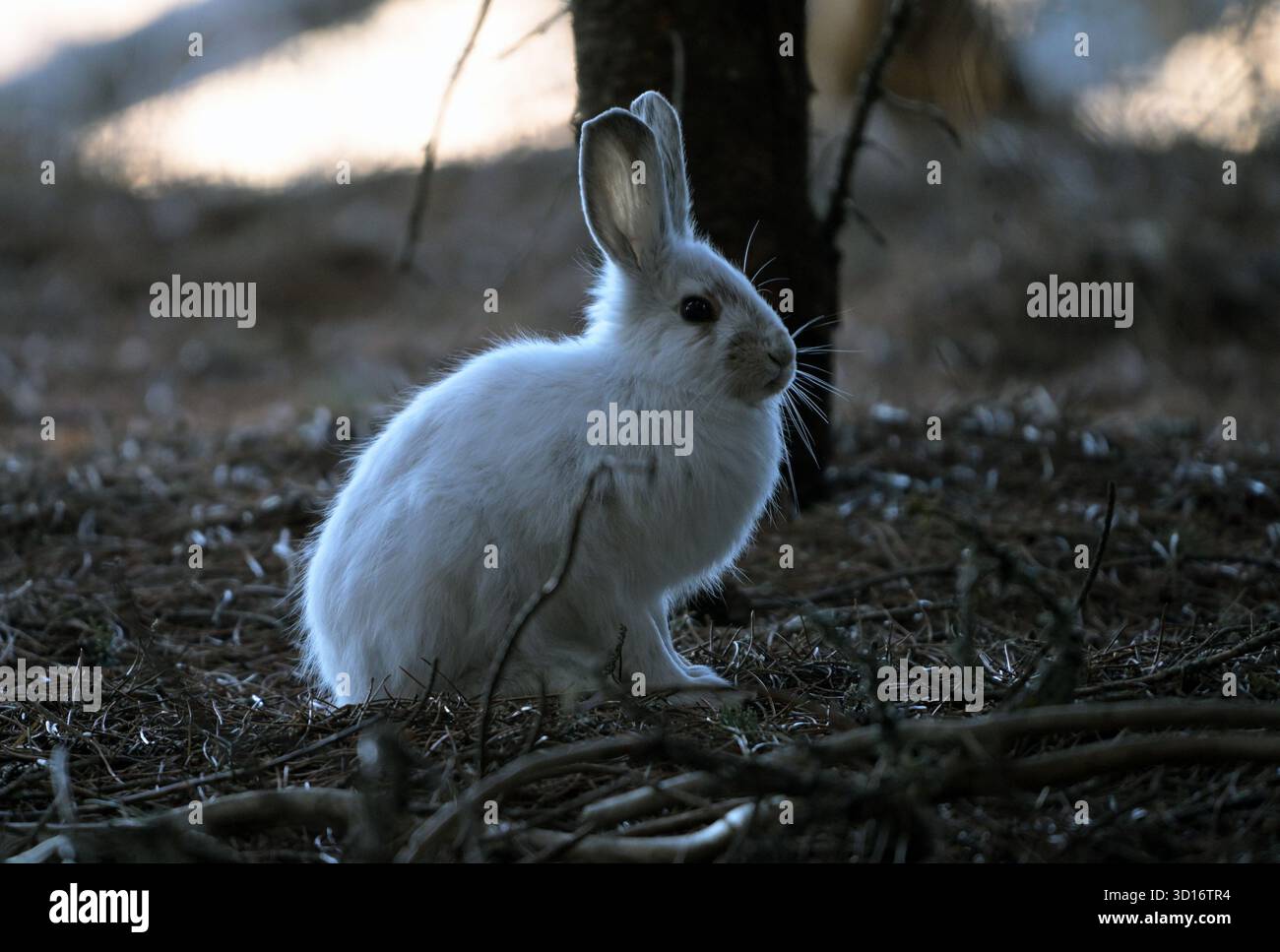 Lepre con racchette da neve (Lepus americanus) con cappotto invernale in primavera dopo lo scioglimento della neve. Yaak Valley, Montana nord-occidentale. Foto Stock