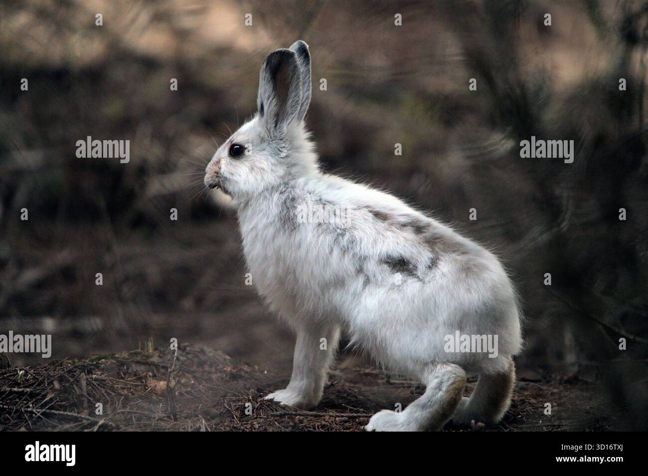 Lepre con racchette da neve (Lepus americanus) con cappotto invernale che inizia a cambiare in primavera dopo lo scioglimento della neve. Yaak Valley, Montana nord-occidentale. Foto Stock