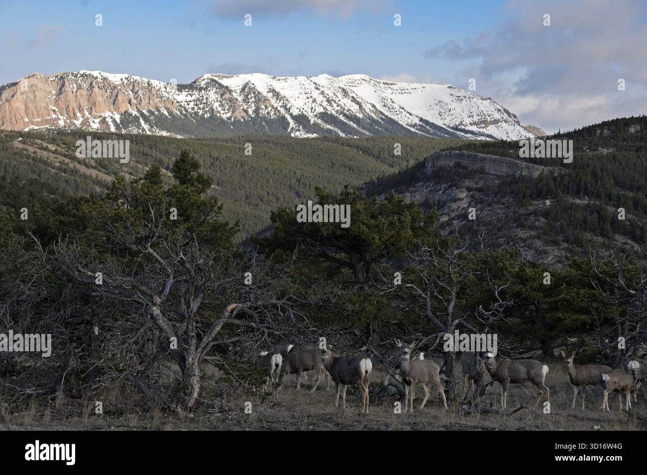 Una mandria di cervi muli ai piedi del fronte delle Montagne Rocciose in primavera. Contea di Teton, Montana. Foto Stock