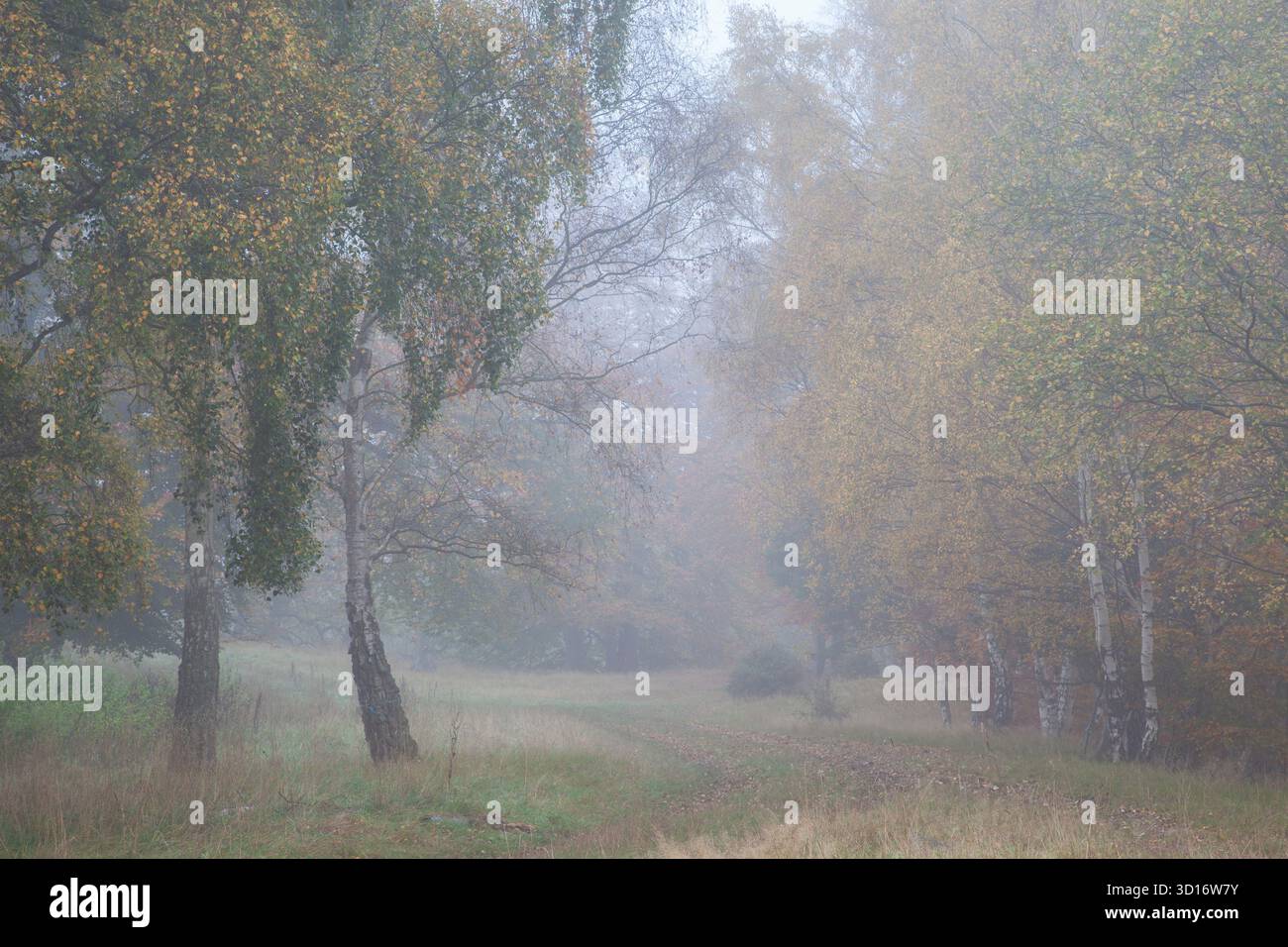 Un percorso sottile che si snoda tra betulle d'oro autunnali creando colori pastello in questa serena e nebbiosa scena autunnale Foto Stock