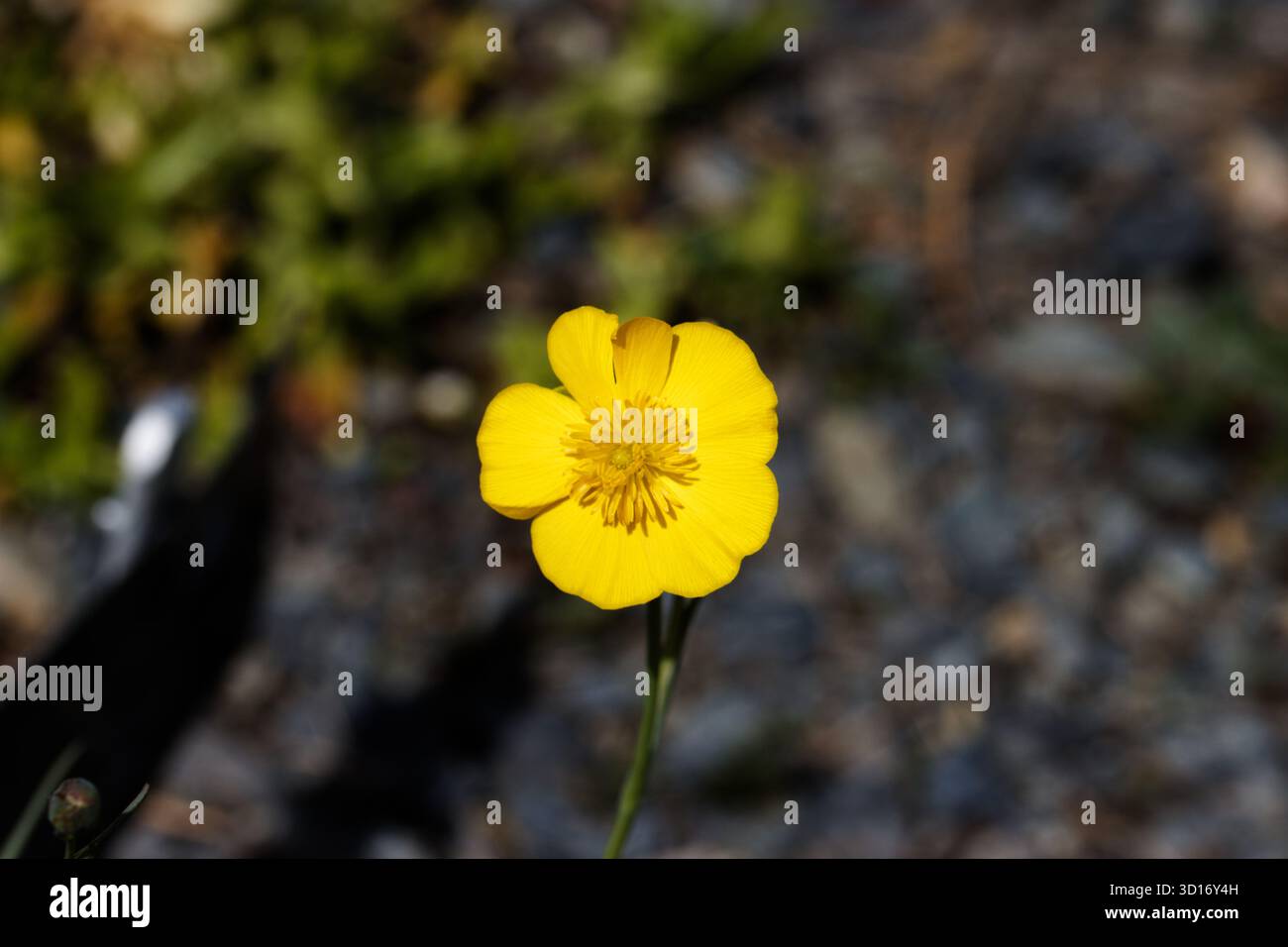 Ranunculus gramineus, chiamato Buttercup, è una specie di pianta fiorita del genere Ranunculus, originaria del Mediterraneo occidentale. Foto Stock