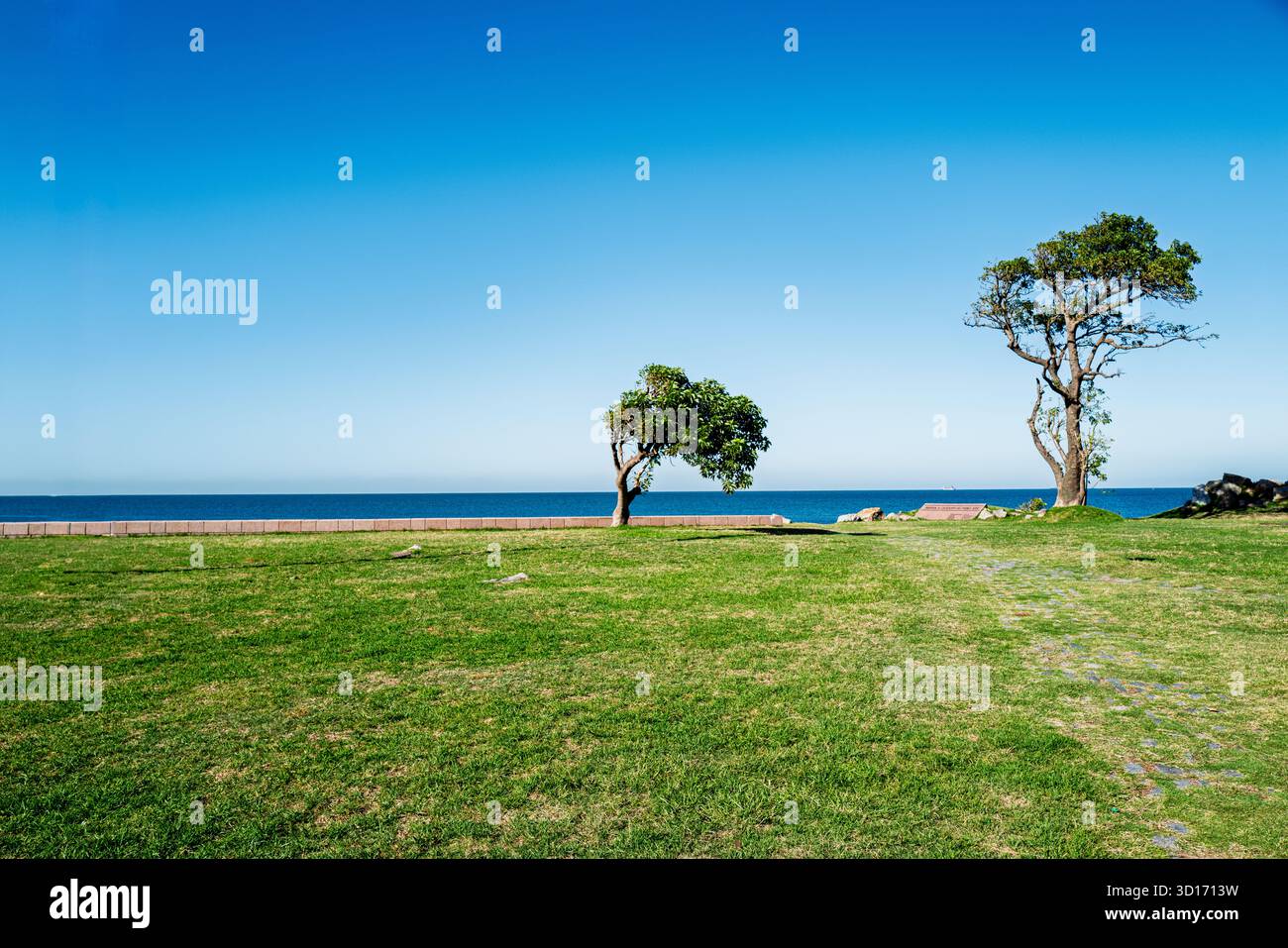Due alberi sorgono su un'area erbosa vicino all'oceano sotto un cielo limpido e nuvoloso Foto Stock