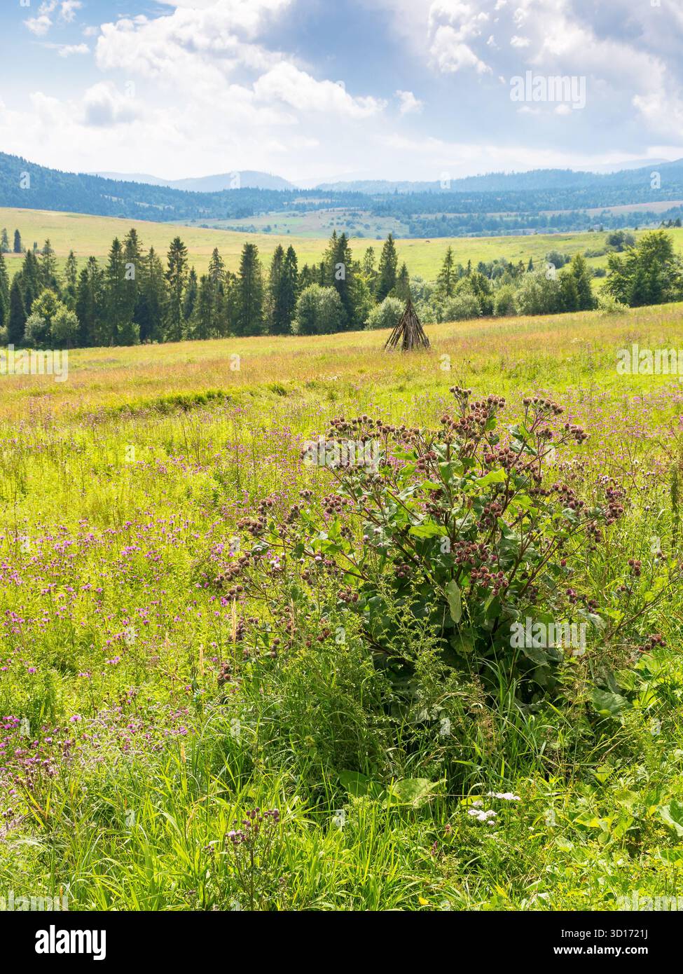 paesaggio di campagna in montagna. foresta sulla collina sotto il cielo nuvoloso in estate Foto Stock