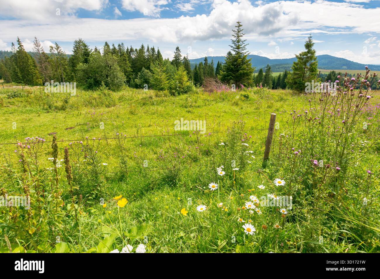 paesaggio di campagna in montagna. foresta sulla collina sotto il cielo nuvoloso in estate Foto Stock