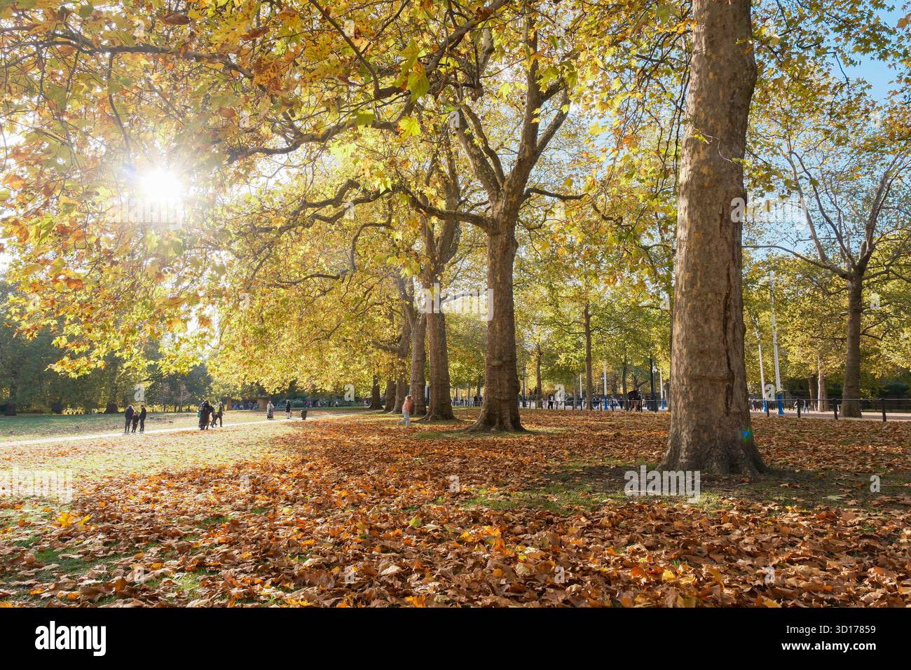 Autunno 2025, la luce del sole del pomeriggio filtra tra tra gli alberi, St. James's Park, Londra, Regno Unito. Foto Stock
