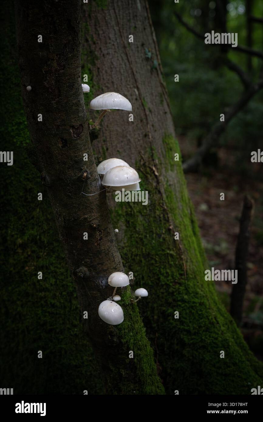 Funghi e alberi nella foresta autunnale di Dean, Gloucestershire. Gli ombrelli pallidi e luminosi e umidi contrastano con i verdi profondi Foto Stock