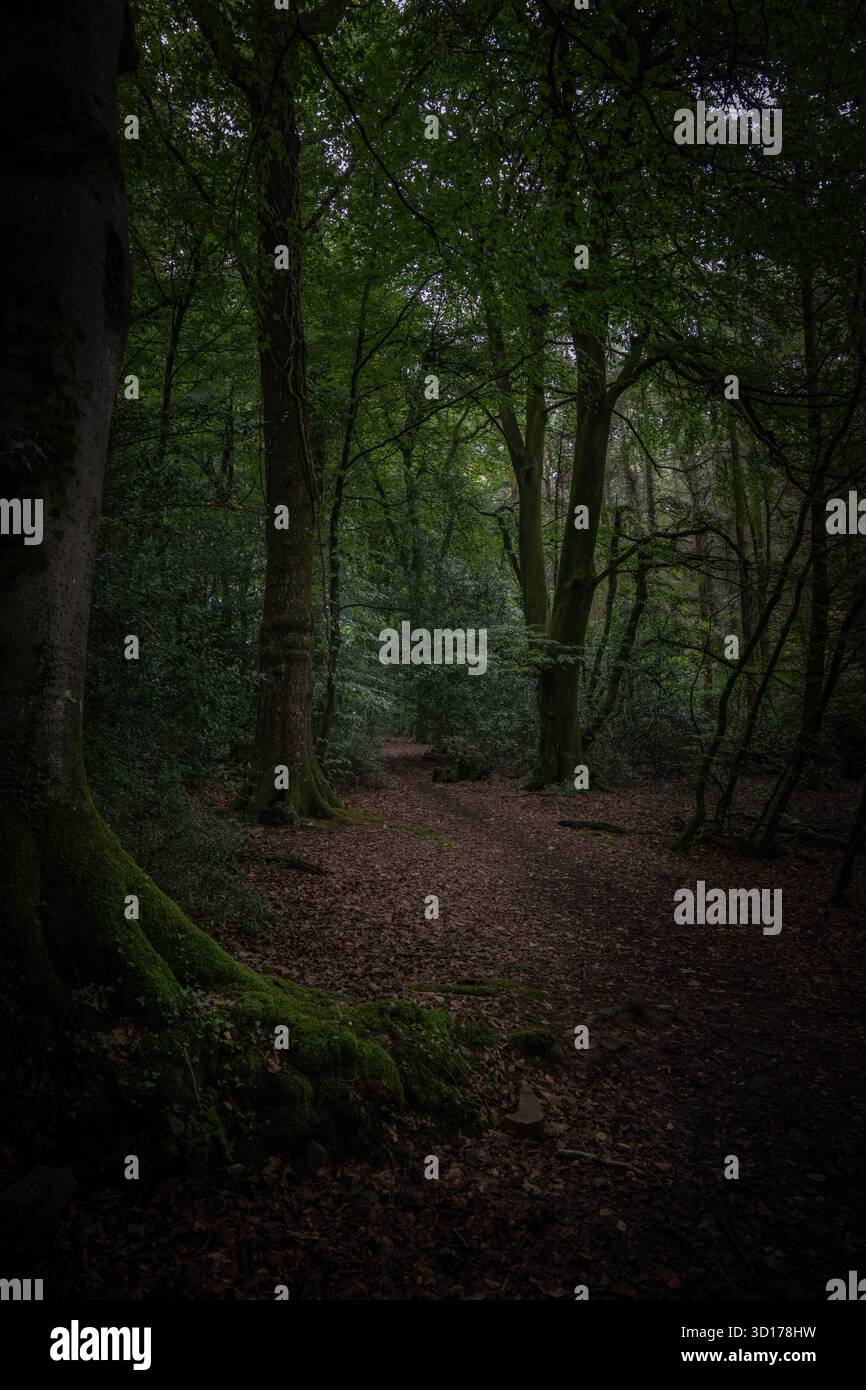 Funghi e alberi nella foresta autunnale di Dean, Gloucestershire. Foto Stock
