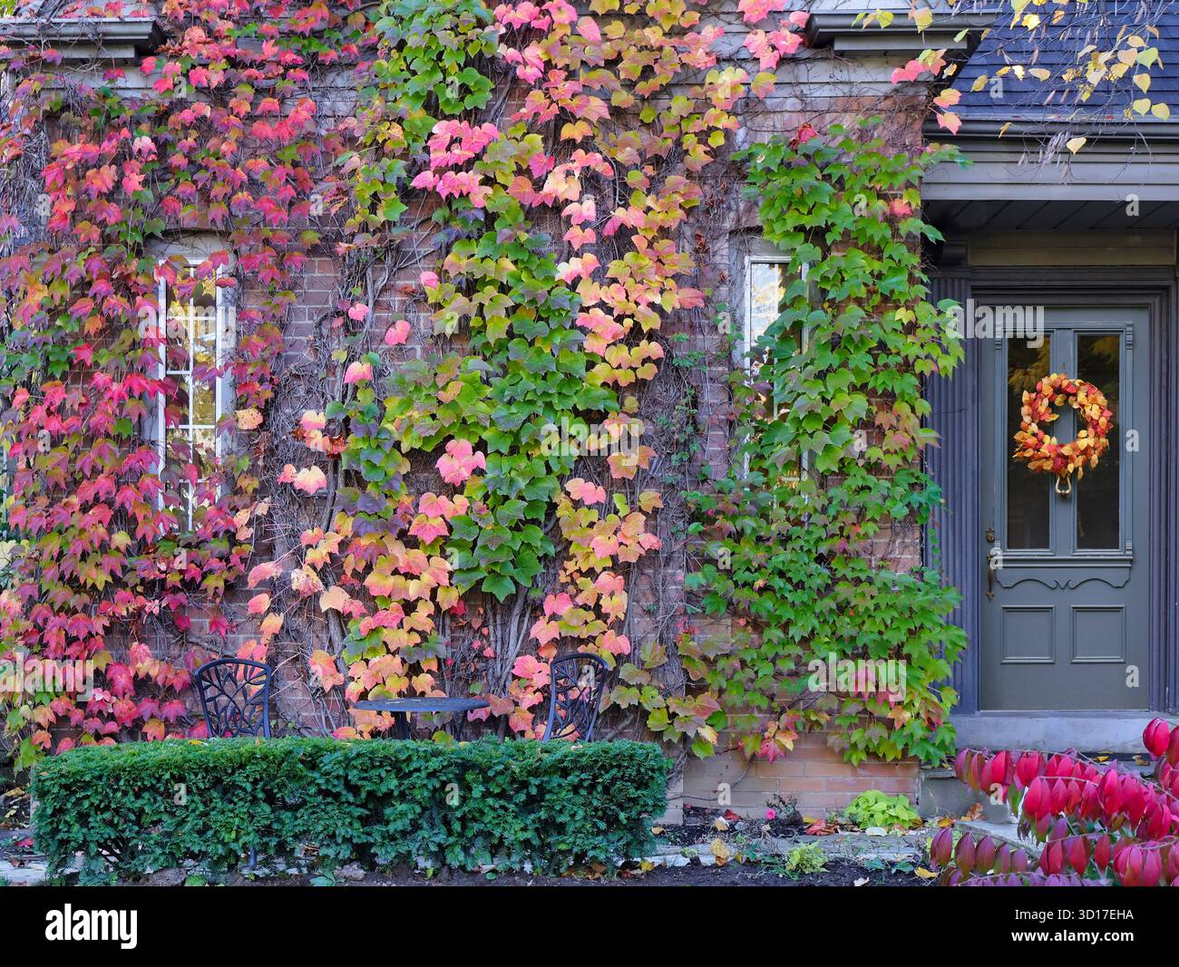 Viti su pareti di mattoni di casa con splendidi colori autunnali Foto Stock