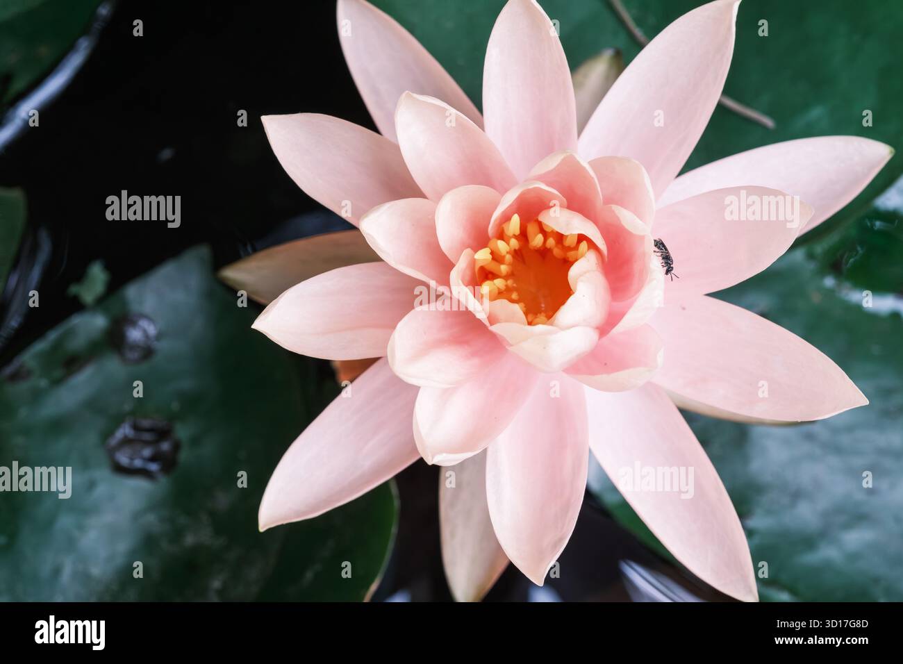 Vista dall'alto di un giglio d'acqua (Nymphaea alba) con Lasioglossum politum bee, Cairo, Egitto Foto Stock