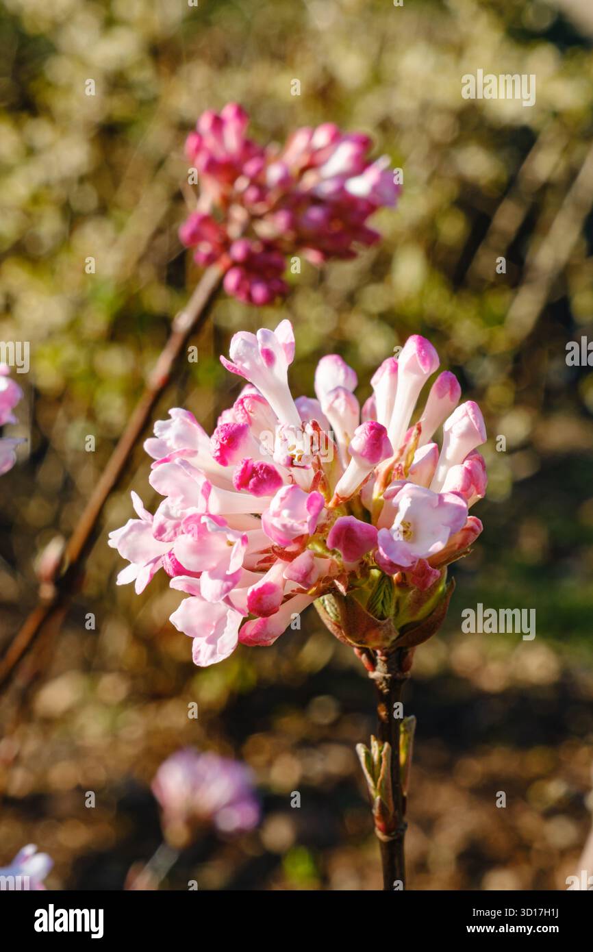 Un primo piano di delicati fiori rosa e bianchi (Bodnant viburnum) che fioriscono su un ramo sottile all'inizio della primavera Foto Stock
