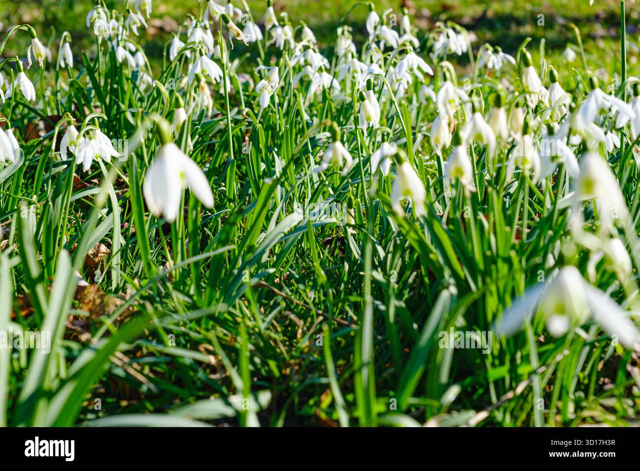 Fiori bianchi di goccia di neve (Galanthus nivalis) che fioriscono nell'erba verde sotto la luce del sole primaverile Foto Stock