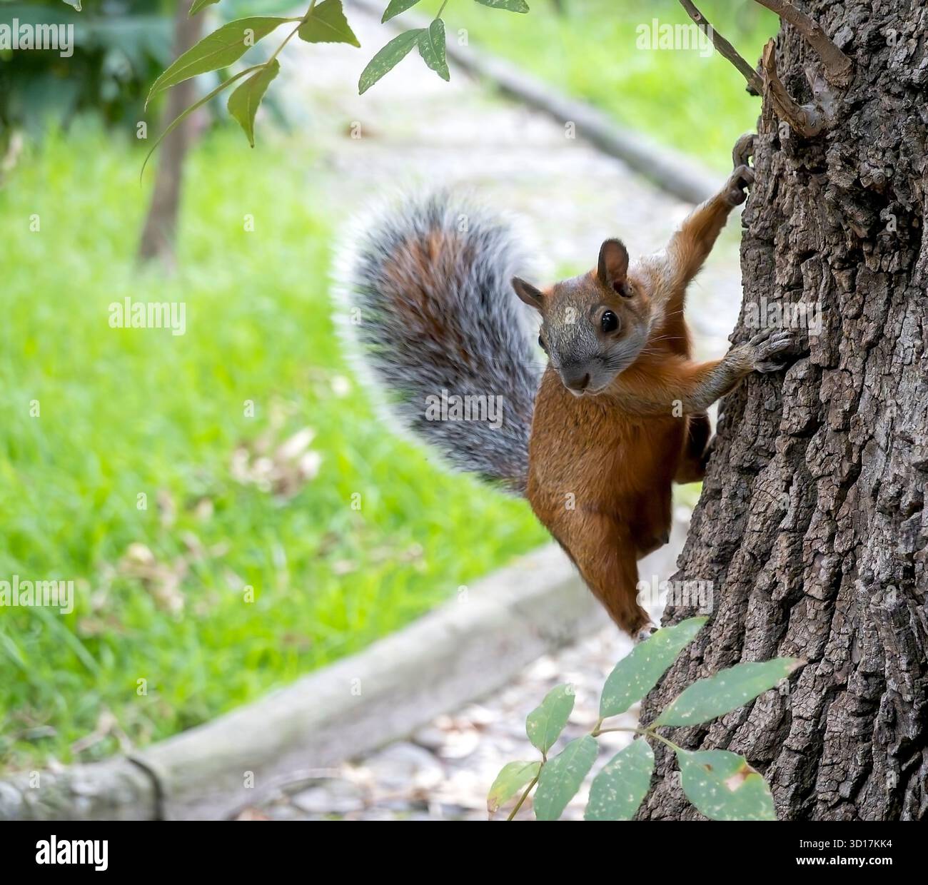 Uno scoiattolo con pelliccia rossa e coda grigia che sale su un albero a città del Messico, Messico Foto Stock