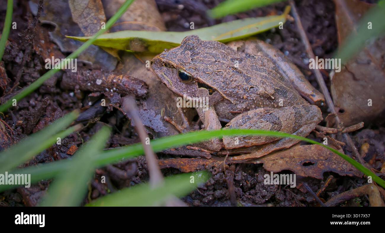 Una rana marrone Fletcher's (Platyplectrum fletcheri) in un caotico littler di foglie di foresta, Booyong Walk, parco nazionale di Border Ranges, NSW, Australia Foto Stock