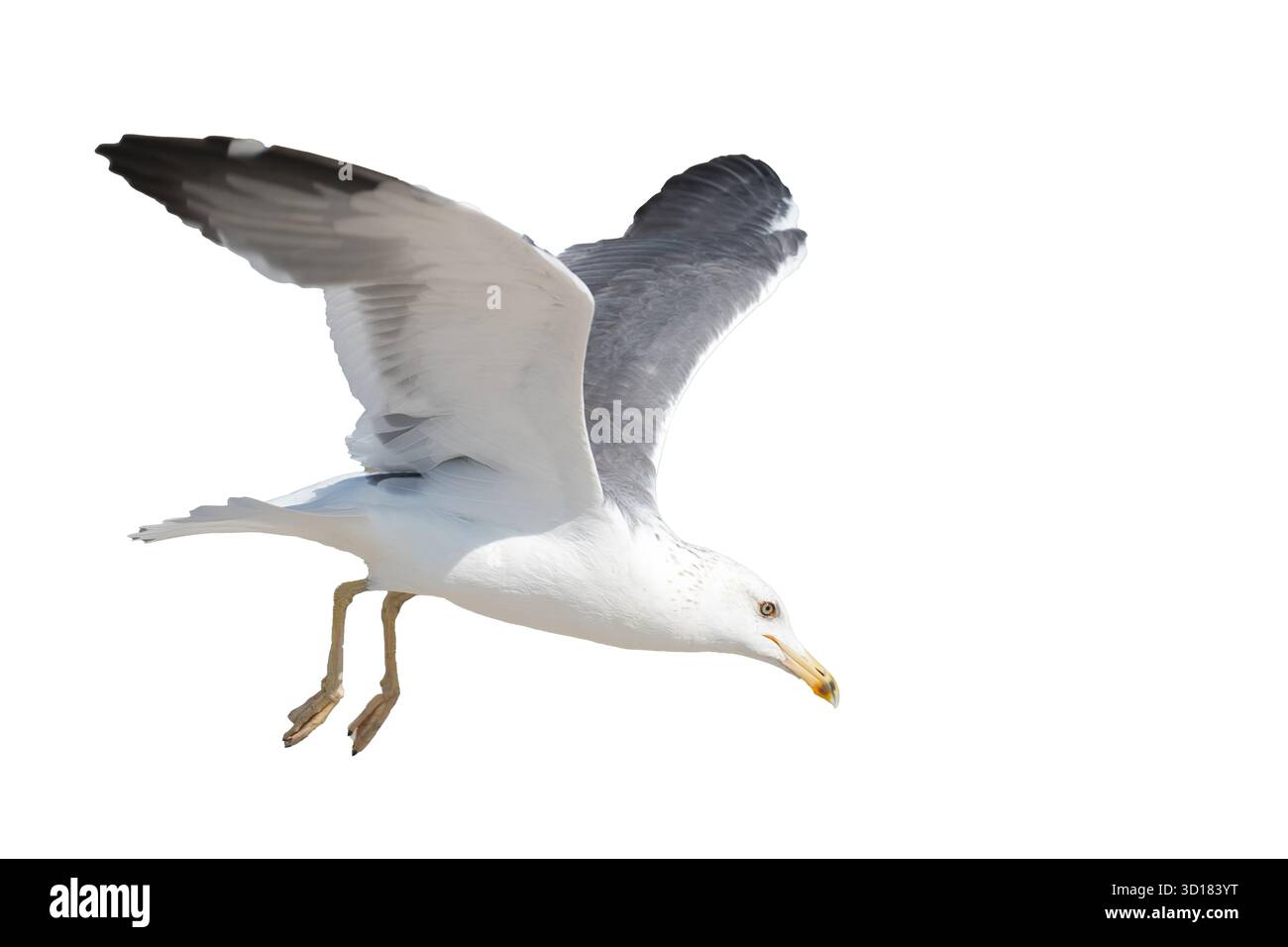 Un gabbiano catturato durante il volo con ali spalmate, che mostra le sue eleganti piume e lo sguardo acuto su uno sfondo liscio, mettendo in risalto la b Foto Stock