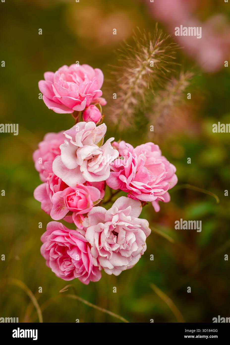 Rose di arbusti di polianta rosa in fiore raggruppato al New England Botanic Garden di Tower Hill a Boylston, Massachusetts, USA, con bokeh verde tenue. Foto Stock