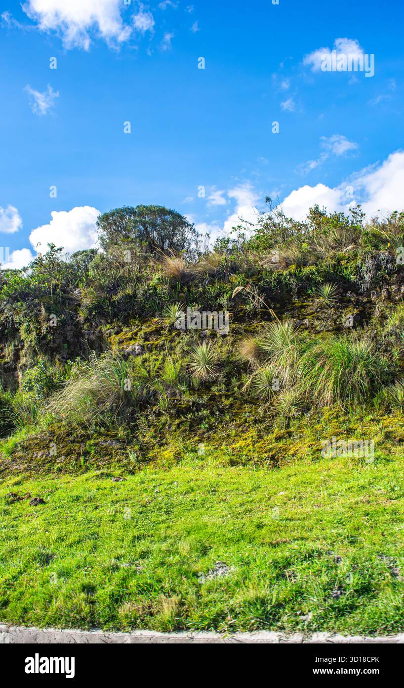Un vivace paesaggio verde che mostra piante di frailejon con un cielo azzurro nel Parco Nazionale di Puracé, Colombia, sottolineando gli sforzi di conservazione. Foto Stock
