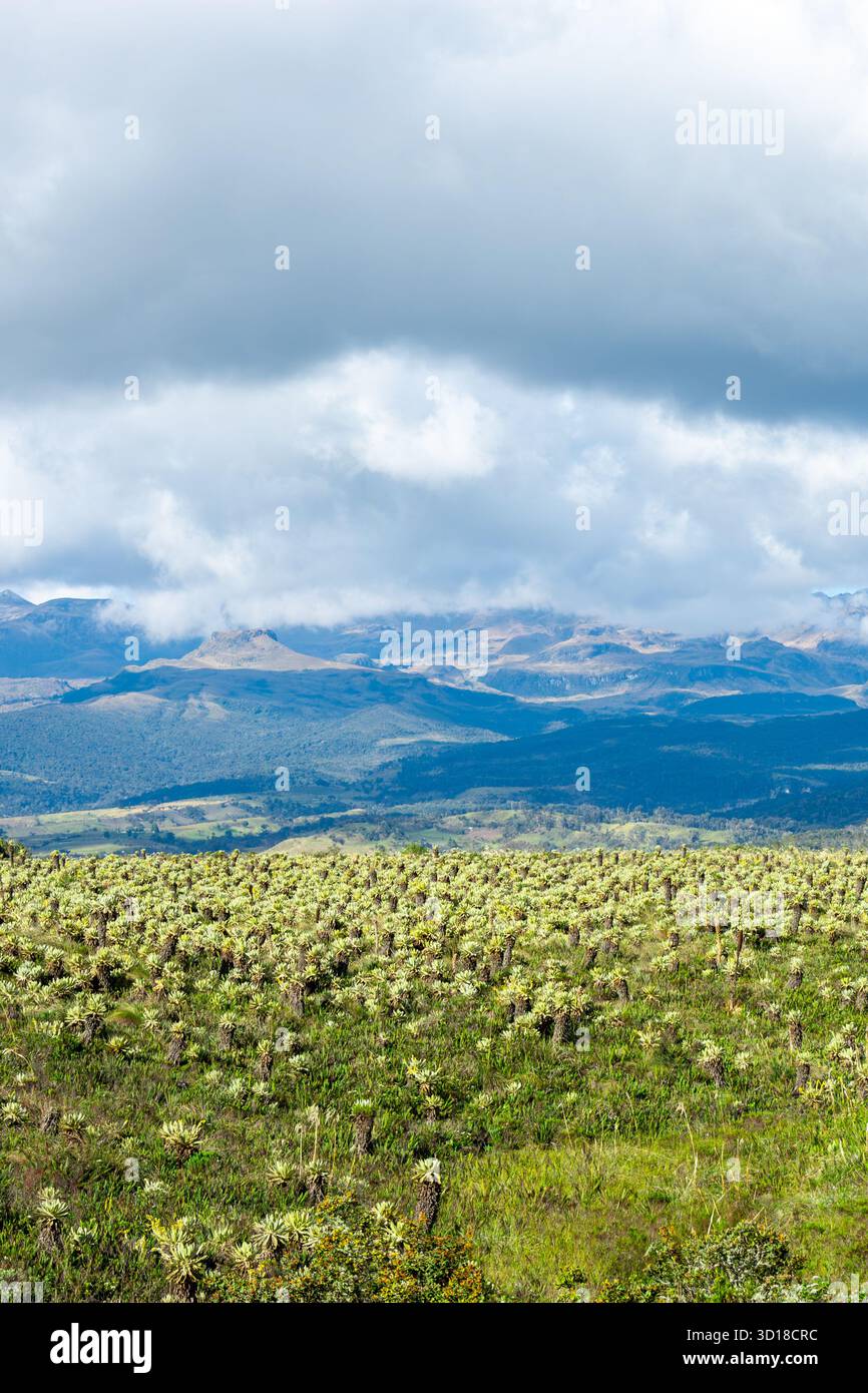 Una splendida vista del Parco Nazionale di Puracé in Colombia, caratterizzato da piante di frailejon uniche e da un paesaggio montano spettacolare sotto un cielo nuvoloso. Foto Stock