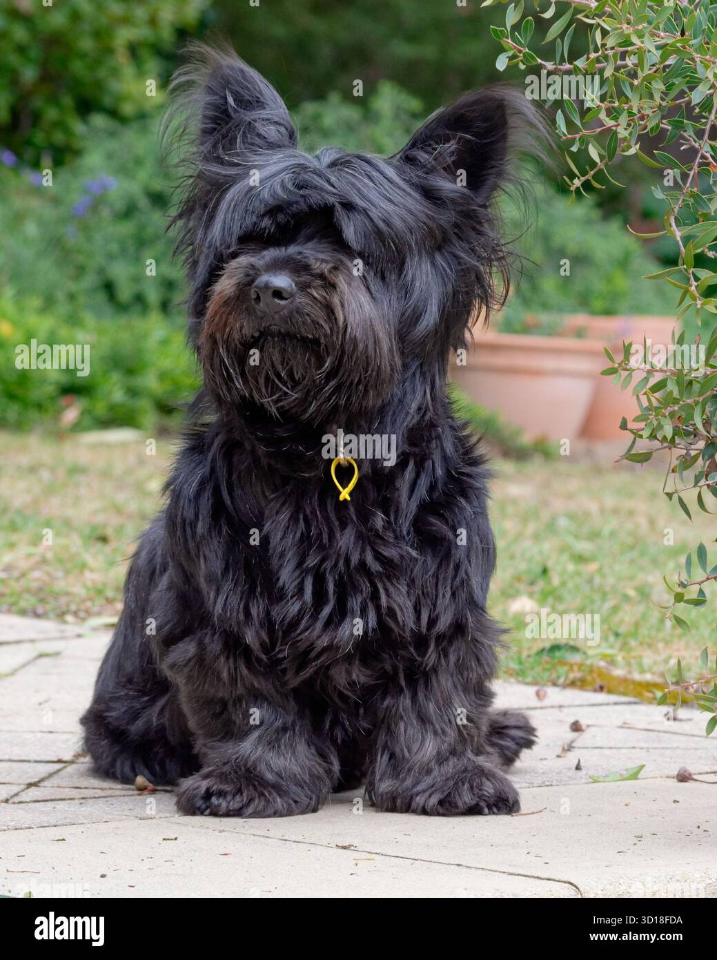 Un solo Shaggy Dog Foto Stock