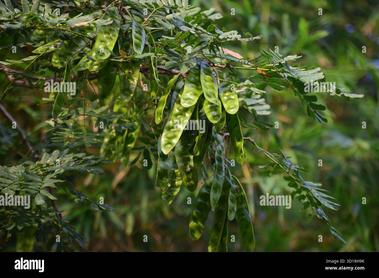 Frutti di Albizia procera - cialde del Siride bianco Foto Stock