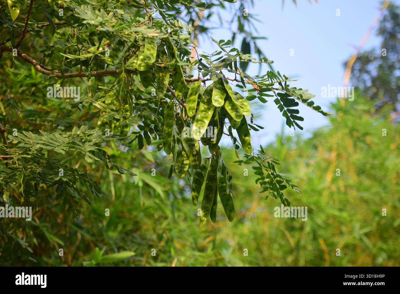Frutti di Albizia procera - cialde del Siride bianco Foto Stock