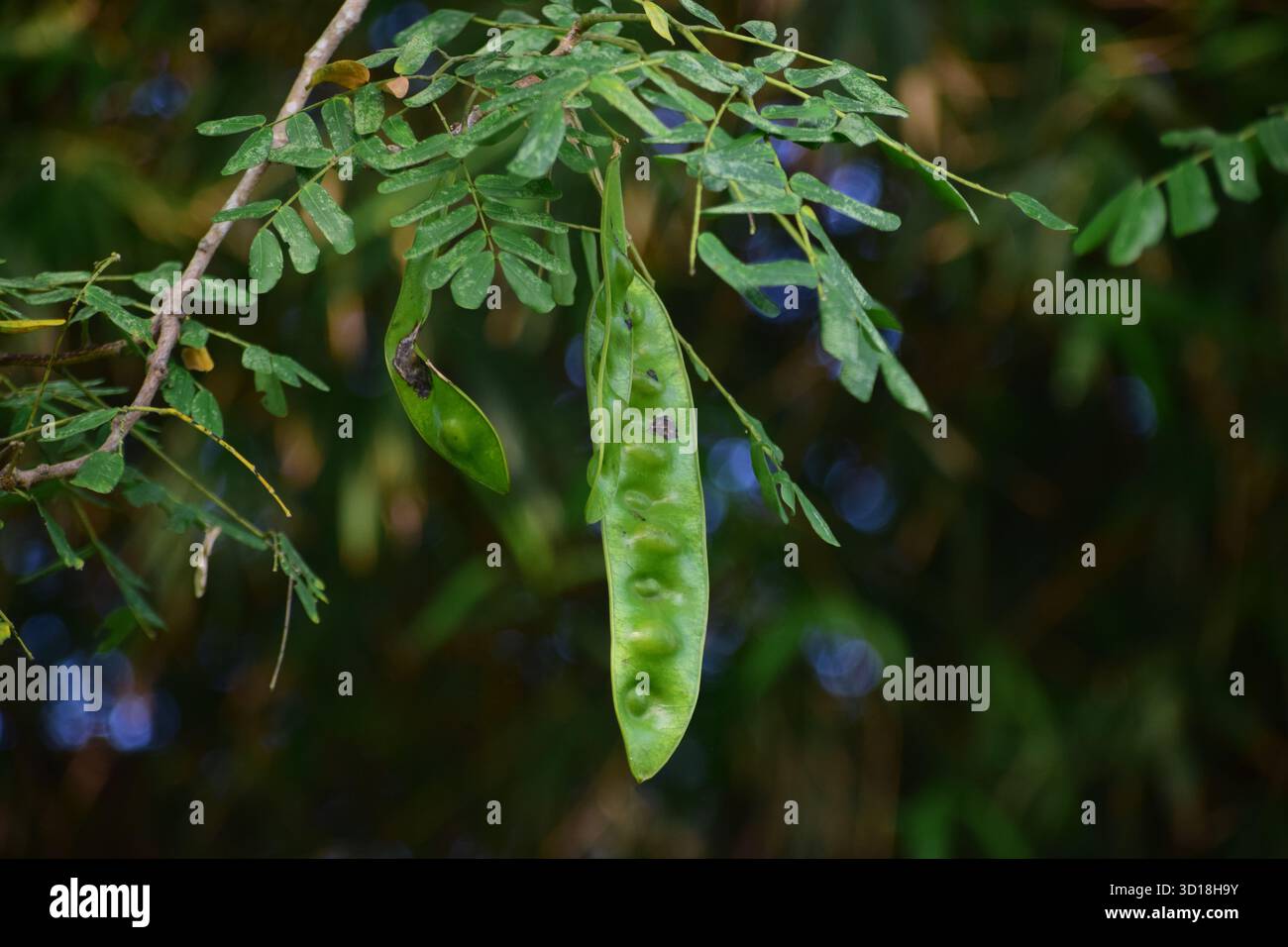 Frutti di Albizia procera - cialde del Siride bianco Foto Stock