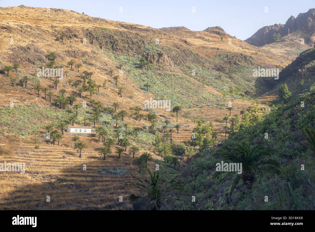 I suggestivi campi terrazzati e le palme di la Gomera invitano a esplorare la Spagna sotto il sole luminoso Foto Stock