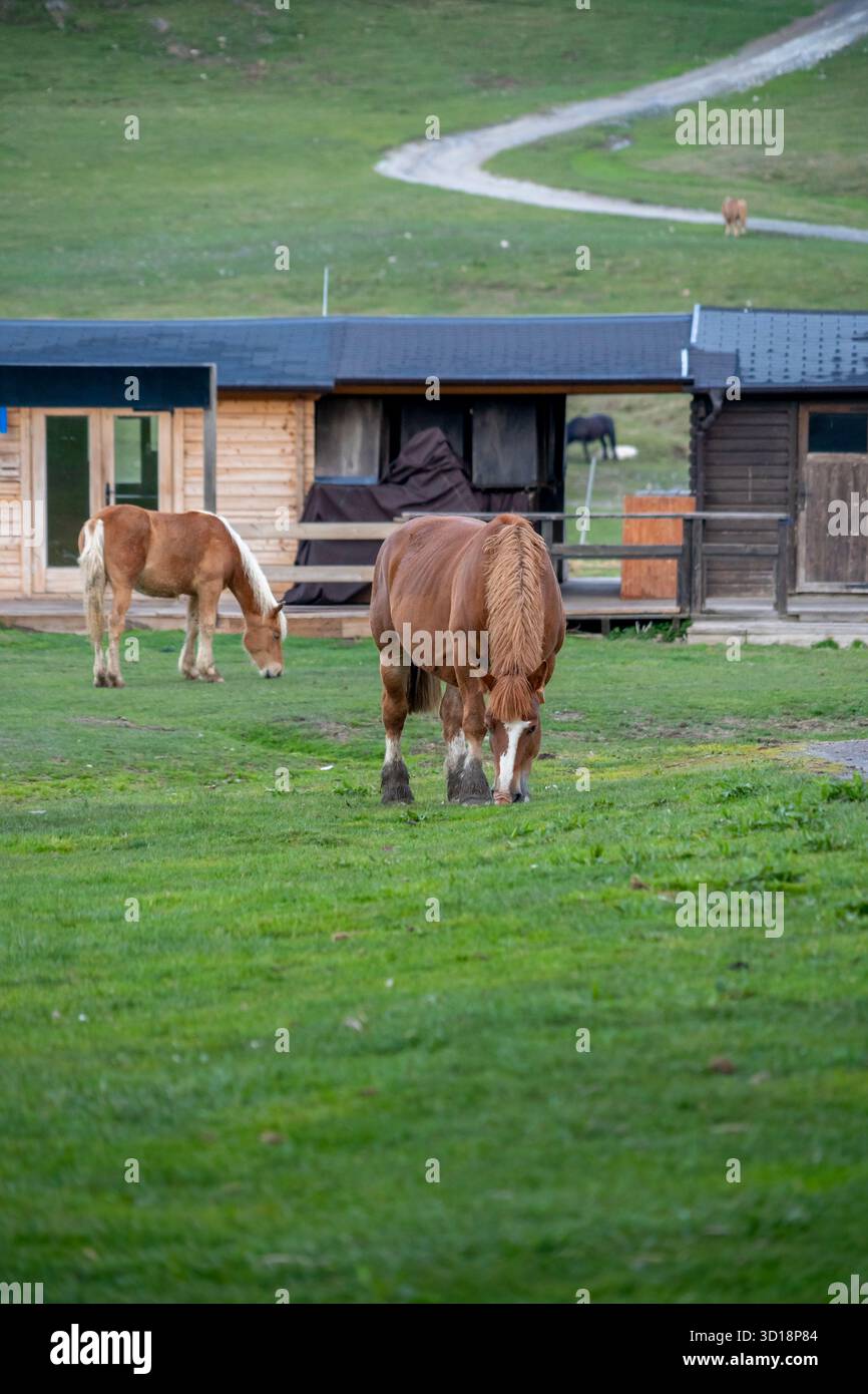 Due cavalli castani e bianchi che pascolano su erba verde in un campo all'esterno di cabine di legno su una montagna Foto Stock