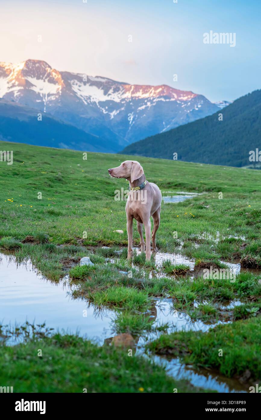Un Weimaraner (cane da caccia) in piedi in una pozzanghera su un prato verde di montagna al tramonto, con splendide vette innevate sullo sfondo Foto Stock