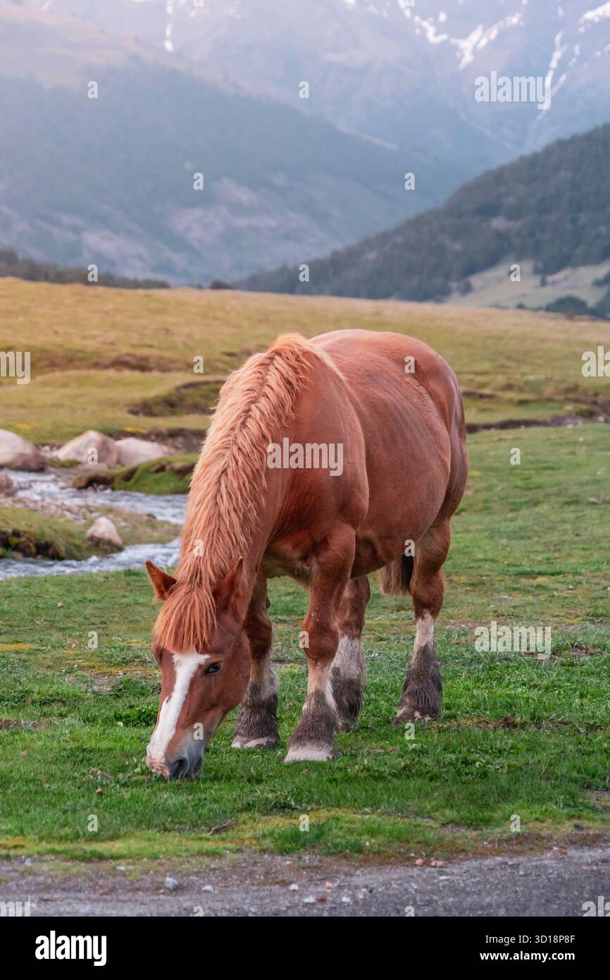 Un robusto cavallo bruno con un fuoco bianco che pascolava sull'erba verde vicino a un ruscello di montagna, con picchi innevati sullo sfondo Foto Stock