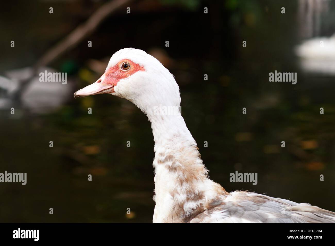 Primo piano ritratto di un'anatra moscovita domestica con una vivace pelle rossa del viso Foto Stock