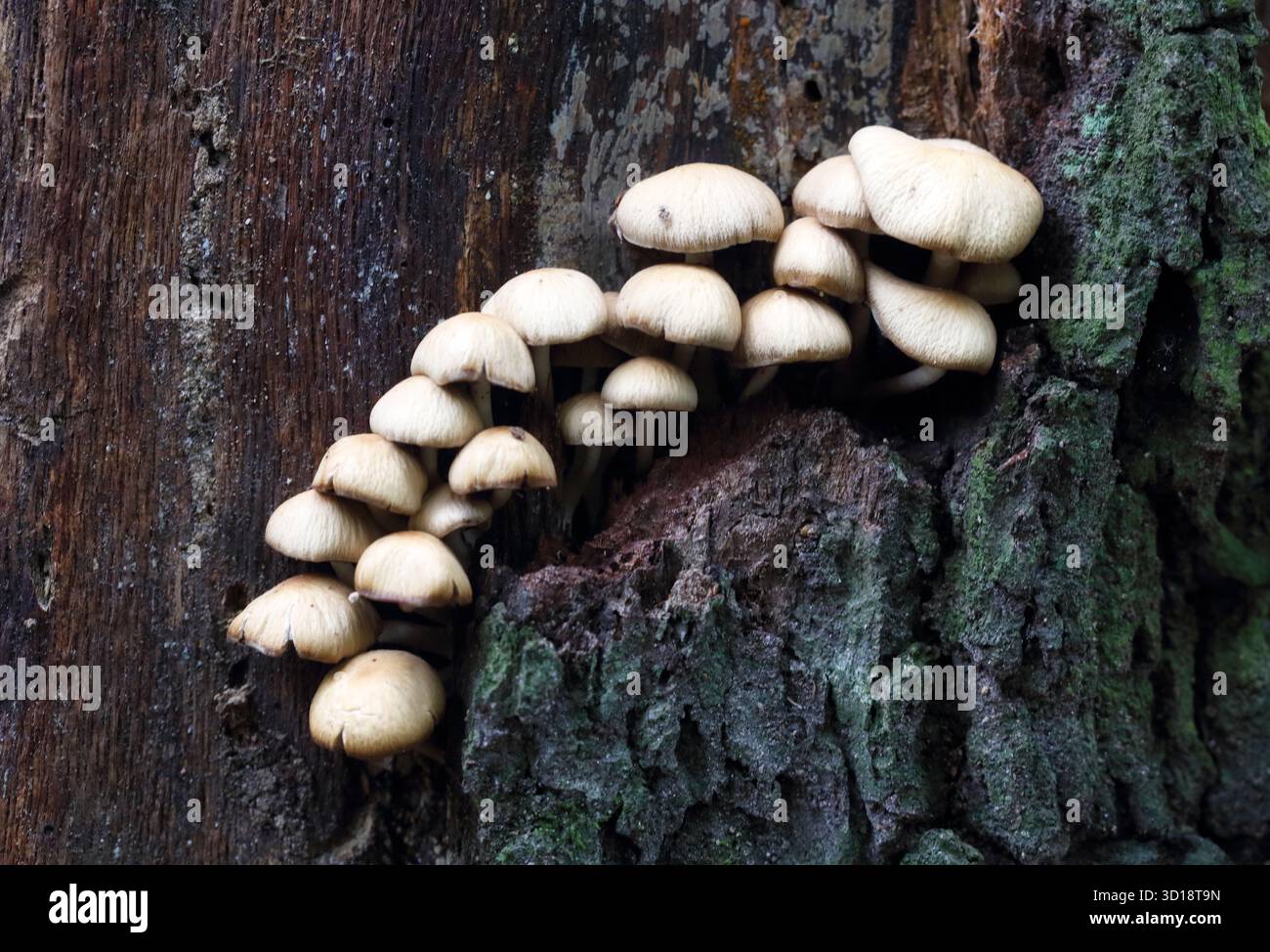 Una colonia di funghi velenosi e immangiabili, falsi agarici di miele, Hypholoma fasciculare, cresce in natura Foto Stock