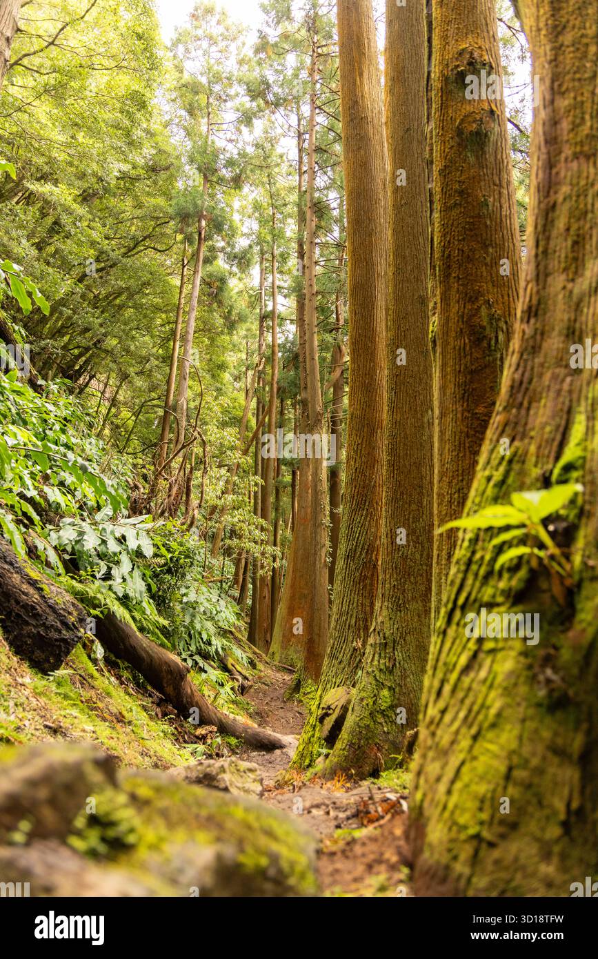 Una foresta con alberi e muschio che crescono su di loro. Gli alberi sono alti e il muschio è verde Foto Stock