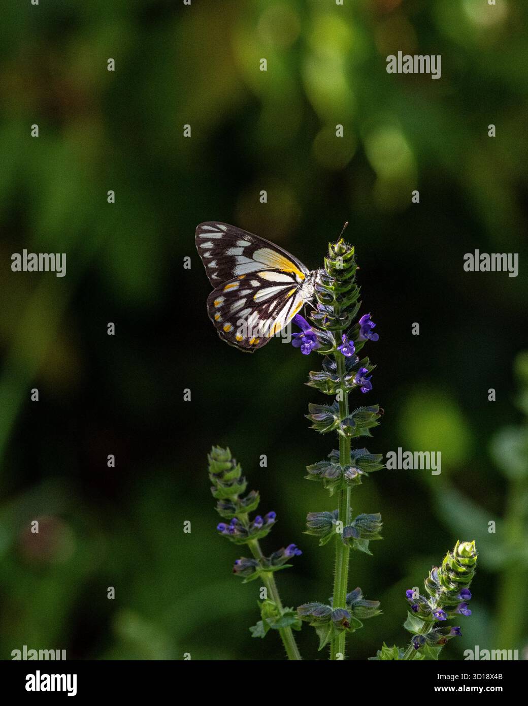 Farfalla Caper White (Belenois java) nel nuovo Galles del Sud dell'Australia Foto Stock
