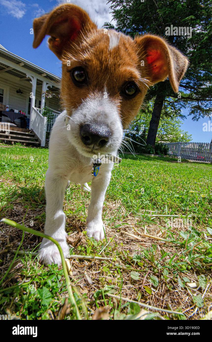 Jack Russell cucciolo che sembra curioso Foto Stock