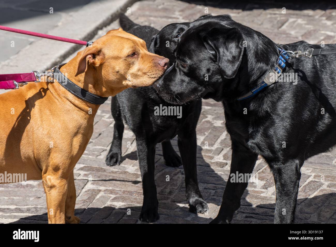 Cani al guinzaglio si fronteggiano su un marciapiede, due labrador neri e un pitbull marrone si studiano con atteggiamento cauto ed espressioni concentrate Foto Stock