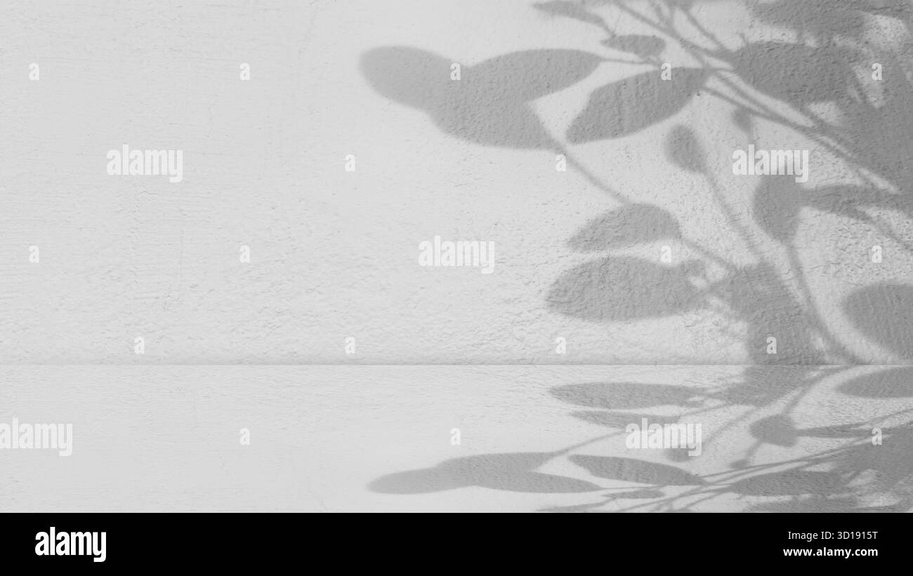 Bianco e nero dai toni alti Shadow, pianta a foglia diffusa su pareti e pavimento in cemento bianco testurizzato. Estetica pulita e minimalista con sfondo per la formazione delle pareti Foto Stock