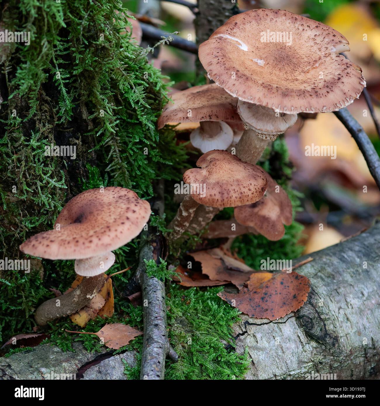 Funghi marroni con copertura centrale smussata appiattita con gambo marrone grigio con colletto ad anello bianco che cresce da legno muschiato morto sul pavimento della foresta Foto Stock