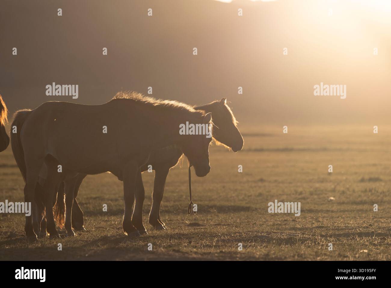 silhouette di cavalli al tramonto Foto Stock