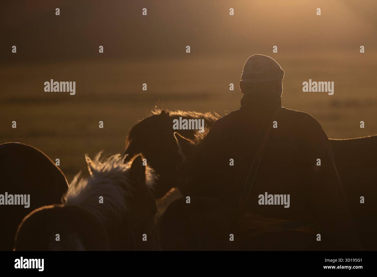 silhouette di un uomo e dei suoi cavalli al tramonto Foto Stock
