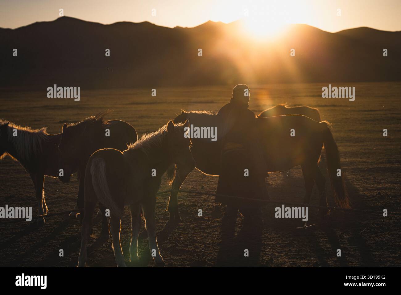 silhouette di un uomo e dei suoi cavalli al tramonto Foto Stock