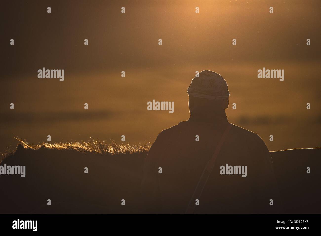 silhouette di un uomo e dei suoi cavalli al tramonto Foto Stock