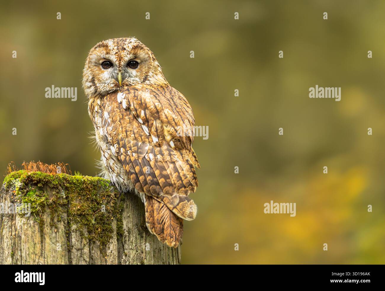 Gufo Tawny in Autunno, nome scientifico: Strix Aluco. Primo piano di un avvistamento Tawny Owl appollaiato su un vecchio palo coperto di muschio rivolto verso la parte anteriore. Orizzonte Foto Stock