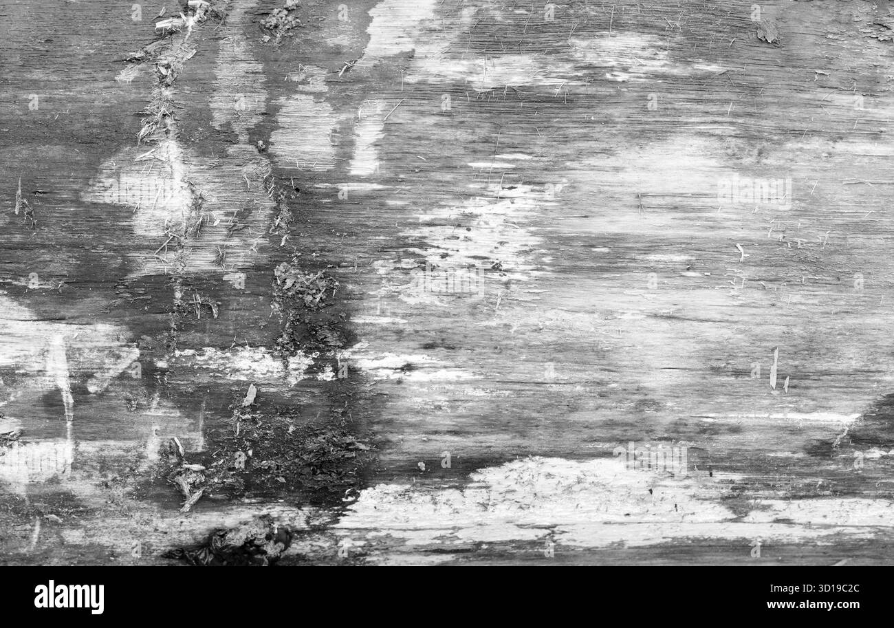Primo piano di una superficie in legno grigio usurato che mostra dettagli e texture naturali. Texture fotografica di sfondo bianco e nero, vista frontale Foto Stock