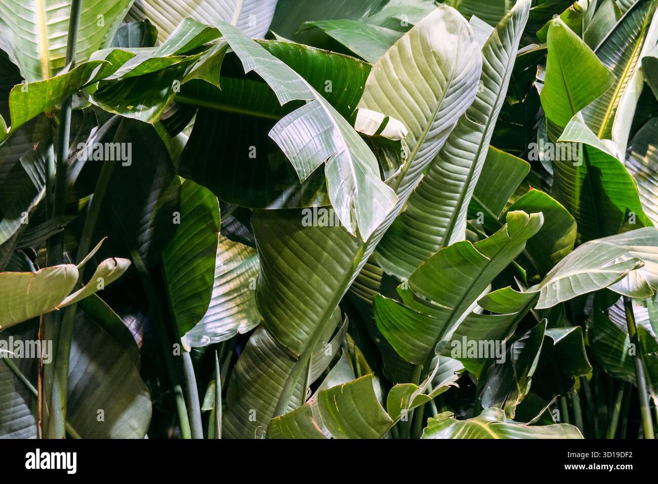 Un gruppo di grandi foglie di banana con pieghe naturali e texture illuminate dal sole in un denso ambiente tropicale. Design biopfilo, cura delle piante tropicali, benessere Foto Stock